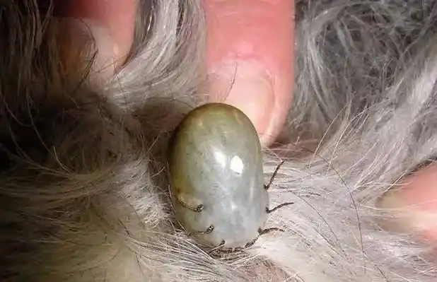 节肢动物_虫子_吸血