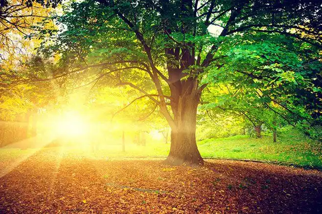 清晨阳光照进树林的景色高清摄影图片