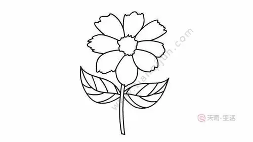 粉色菊花简笔画