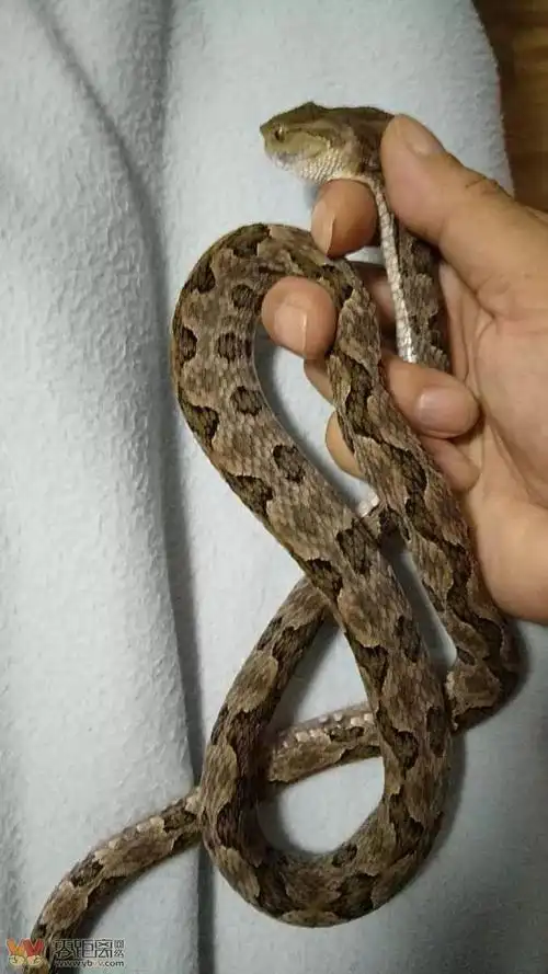 吓人宜宾亲水步道发现了一条剧毒蝰蛇