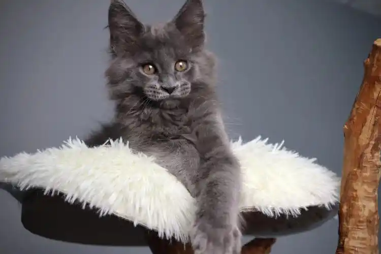 最近都是比较热门纯色的缅因猫,反而银虎斑棕虎斑需求量减少,恭喜纯蓝