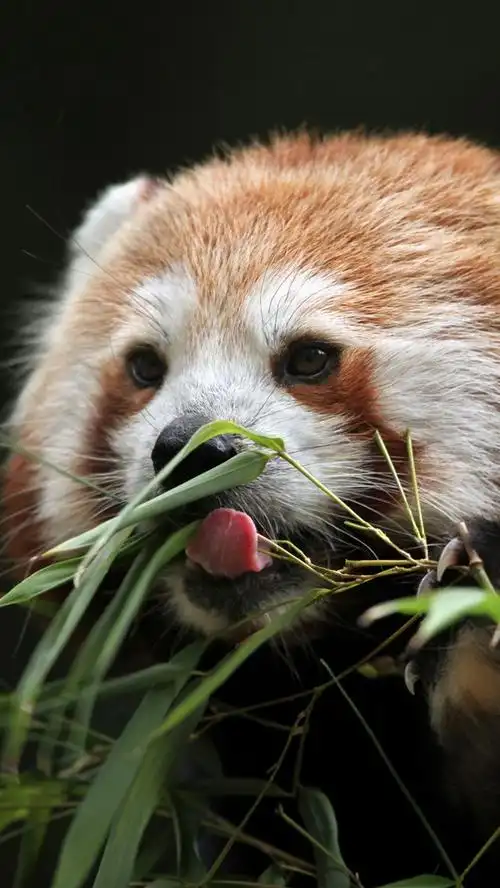 小熊猫吃竹子 5k