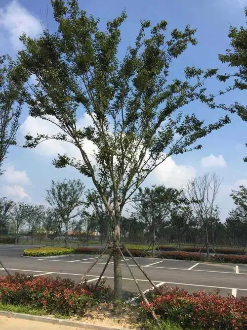 苗圃大量供应榉树 红榉树 白榉树 树形饱满优质行道树适应性.