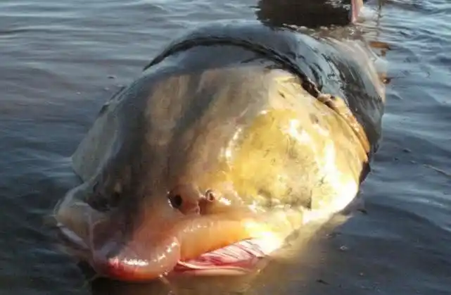 世界上最大的淡水鱼,生活在中国黑龙江,最重的达2000斤!