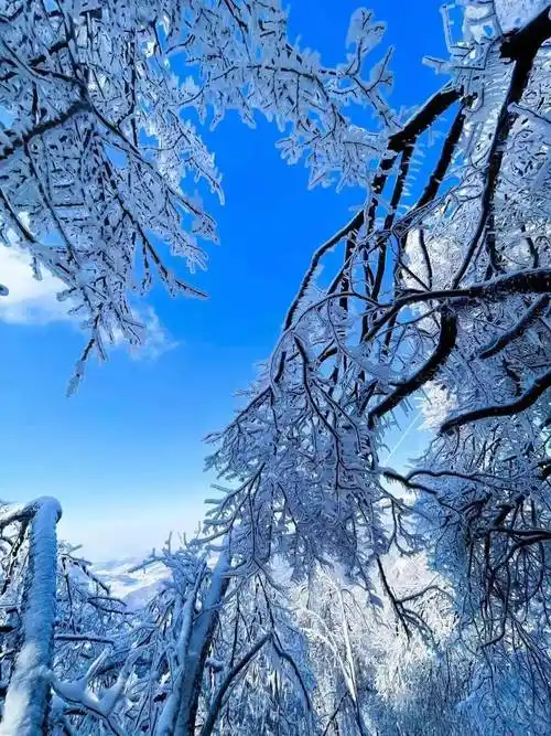 网友眼中的吉林绝美雪景,哪张是你心中的top1