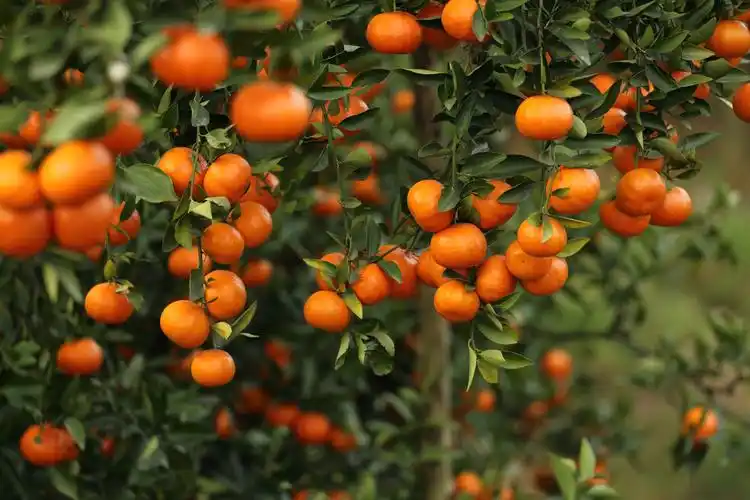 午饭后,启程丘陵的松林,在场镇周边秋冬水果成熟时节,有橘红的