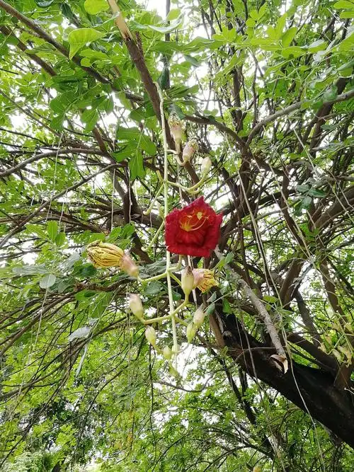 吊灯树开花 (龙湖沟,天山路珠池路交界)