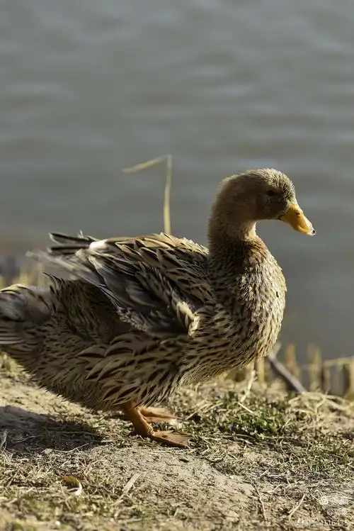 2000_2997竖版 竖屏