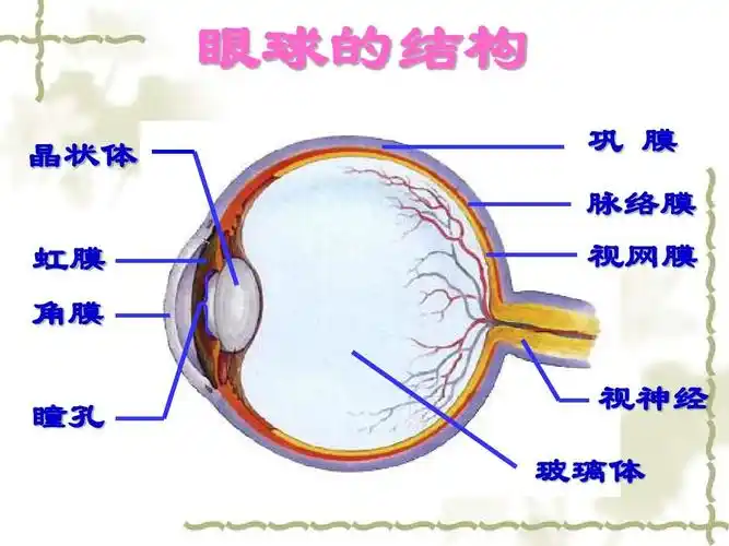 生物 眼球(一)_文档下载