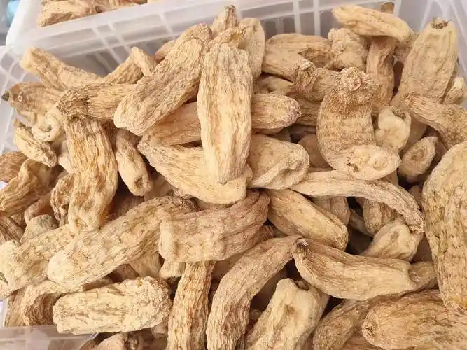 天麻功效天麻图片