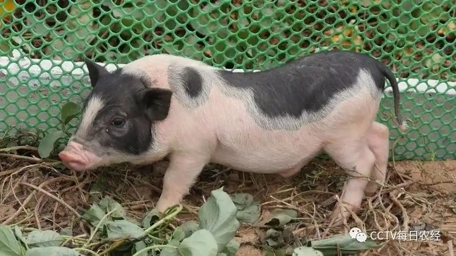 我是一只人见人爱的快乐赚钱猪长得萌萌哒