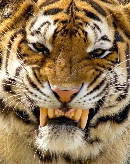 名称:老虎的微笑