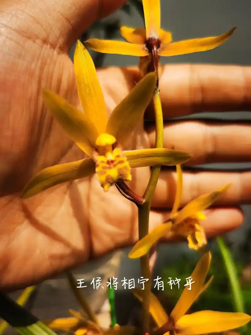 下山蕙兰.金黄的花色,健硕的叶片,精致的舞姿,一花开满院飘香 - 抖音