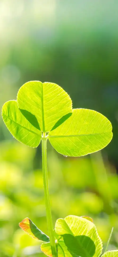 1242_2688竖版 竖屏