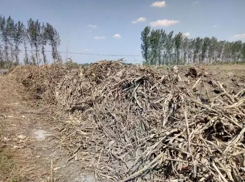 古侯路南边存放大量玉米秸秆
