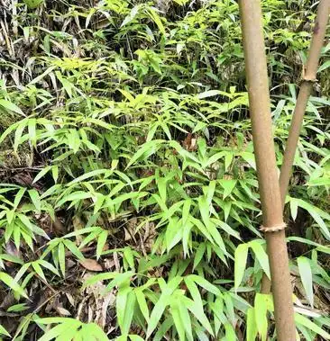 刺竹苗量多优惠