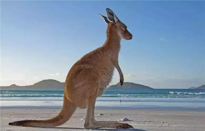 稀少有趣的国宝级动物袋鼠kangaroo