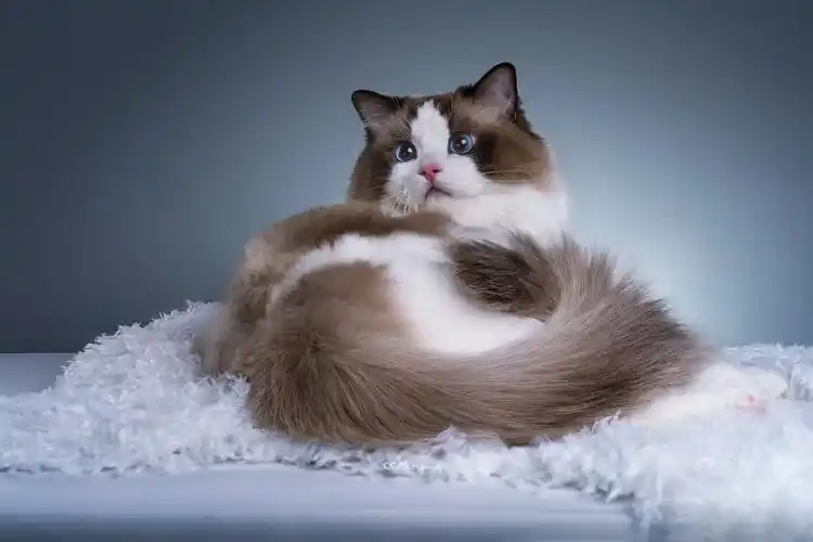 海豹双色布偶猫1128