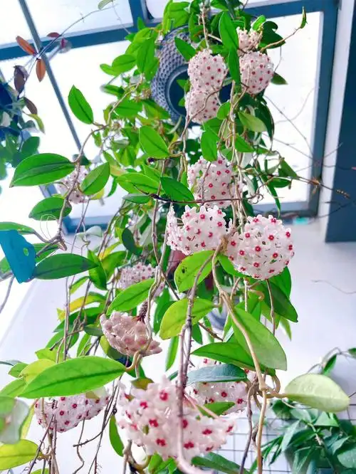 今年夏天要开一半的品种,也不枉我一片热爱之心#球兰