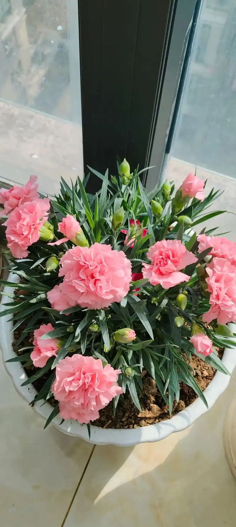 有的花一开始 - 抖音