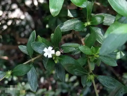 六月雪图片_六月雪的作用与功效-古中药养生网