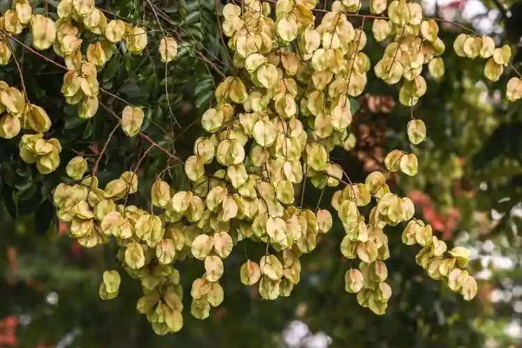 奉化溪口镇:秋季专属"多巴胺" 黄山栾树花开成景