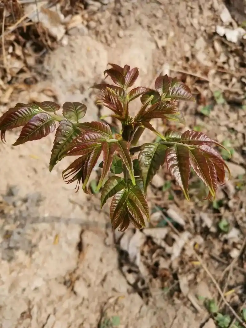 来帮大家分辨香椿和臭椿 前两张是香椿,后两张是臭椿香椿 臭椿 香椿炒