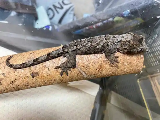 魔物守宫  在黑化的道路上越走越远了