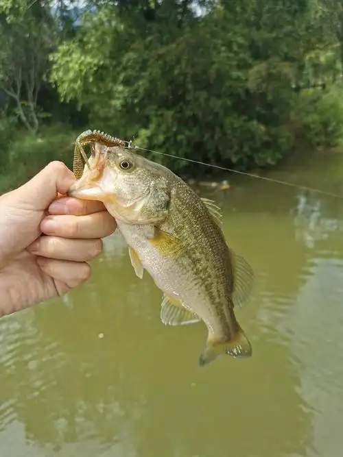 初夏路亚加州鲈作钓模式,闲聊技巧篇_鲈鱼