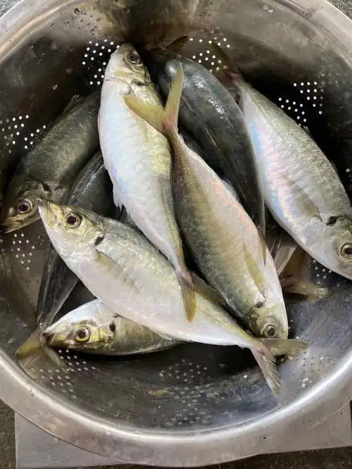 当季生态养殖土豪巴浪鱼东山岛海鲜巴浪鱼