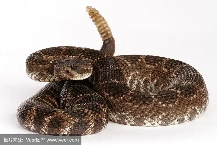 这是一条白色背部的南太平洋响尾蛇的特写