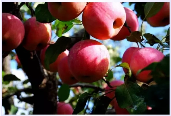 五六月份苹果生长关键期,这样施肥高产提质保丰收!