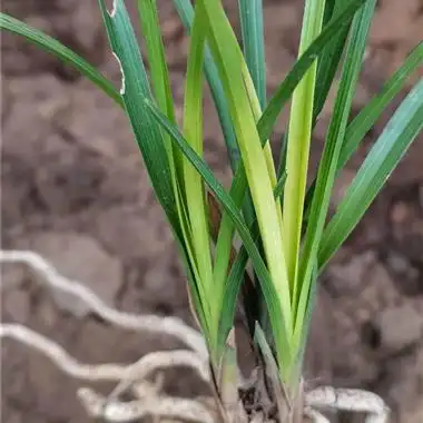 蕙兰 黄心草 - 中国兰花交易网