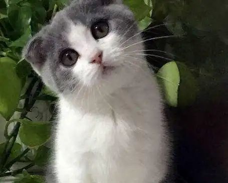 2000以下适合家养的宠物猫有哪些?