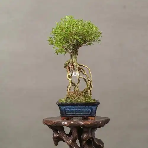 小老桩六月雪盆景