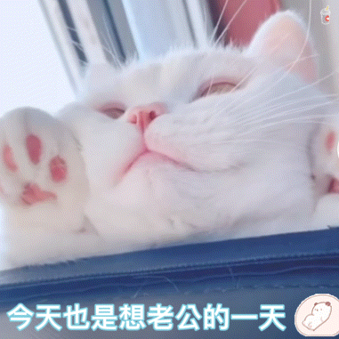猫猫猫咪表情包