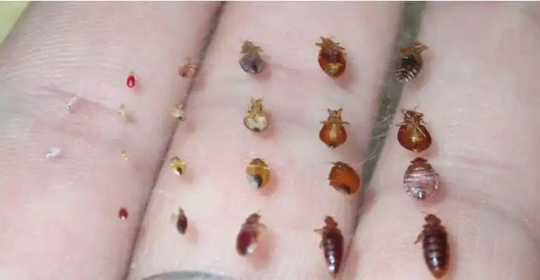 带你了解枕边的"吸血怪":床虱