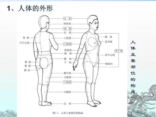 人体结构与外形.ppt