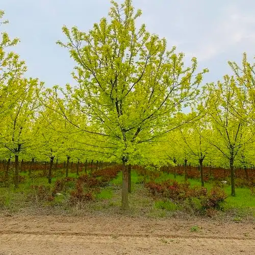 精品金叶复叶槭