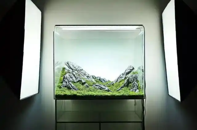 60cm以内小缸山景作品-草缸造景
