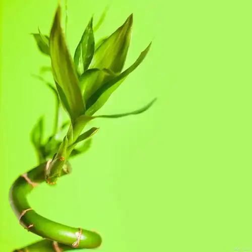 竹柏植物:生命力顽强的绿色代表