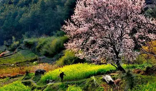 这些照片告诉你,商城的春天有多美!