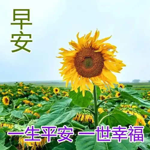 最美清晨早安问候语唯美祝福图片