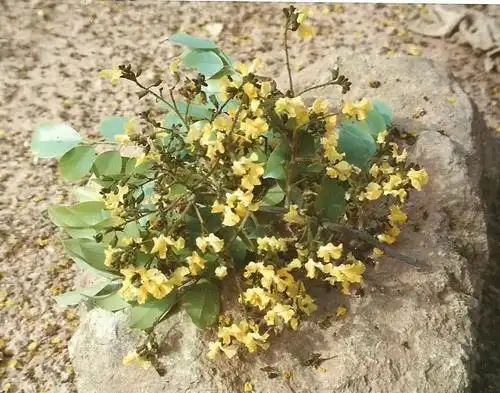 紫檀的叶子特征也会有所差别,比国内南方地区种植的紫檀叶子会大一些