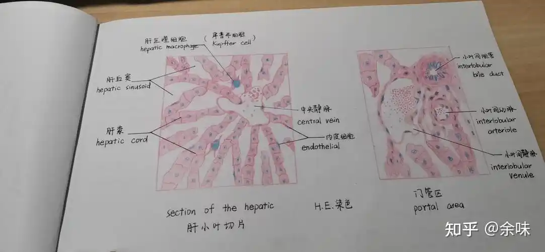 组胚红蓝铅笔绘图