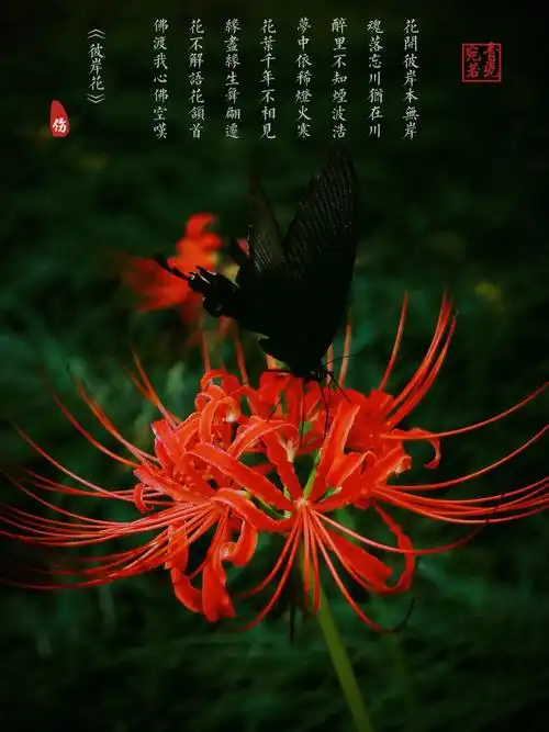 生活随拍 原创壁纸 彼岸花