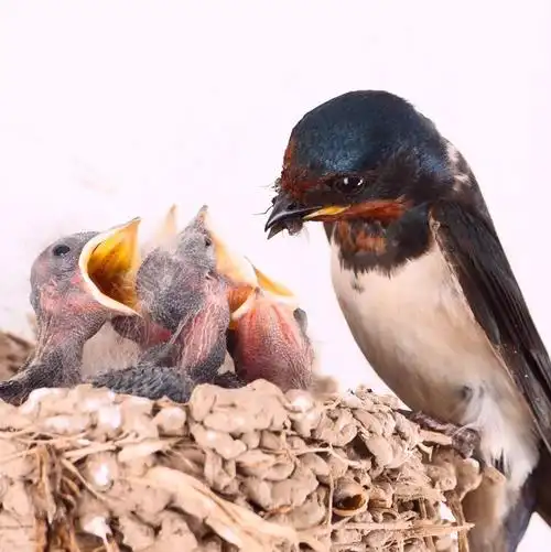 辛勤的母爱一个偶然的机会发现一个燕子窝,看到燕子不. - 蛇影视界