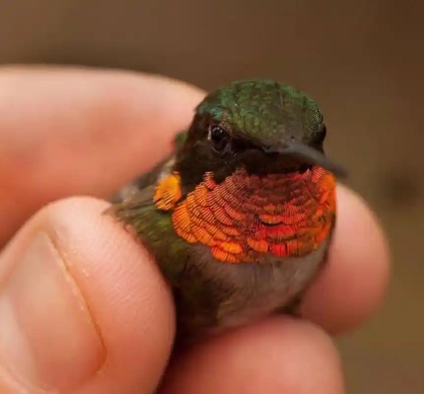 929292 生活在加勒比群岛的"蜜蜂蜂鸟"是世界上最小的鸟类,平均