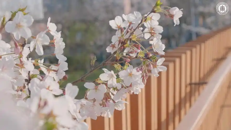 真实场景满足你华东师大专属虚拟背景jpg