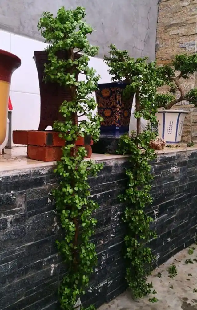 如何养出一盆悬崖式的金枝玉叶?这样做,造型超美